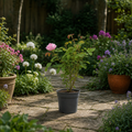 3L Pink Patio Rose Outdoor Garden Rose in Decorative Pot