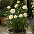 3L Silver Anniversary Yellow Rose Bush - Beautiful Flowering Plant Gift Plants By Post