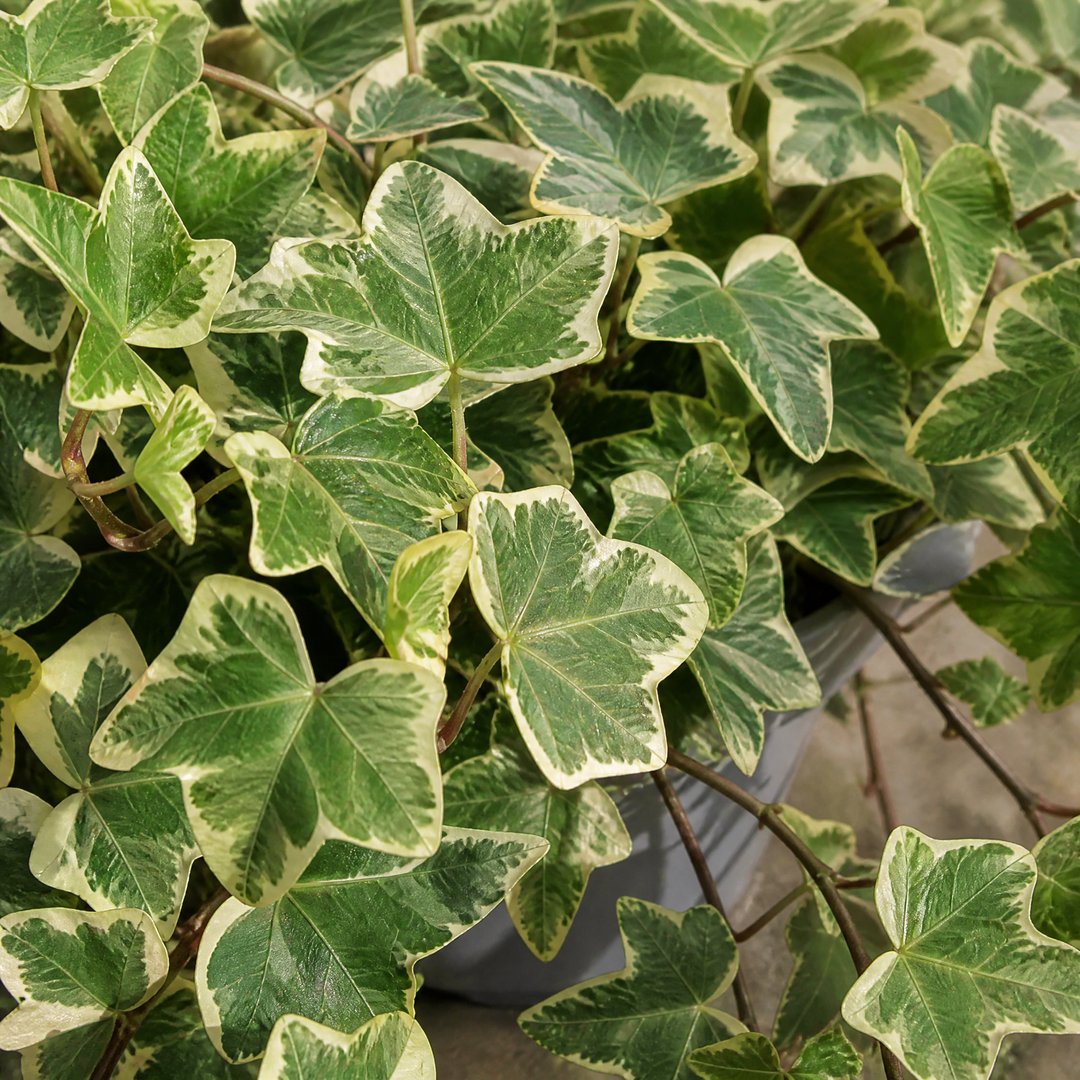 Hedera Variegated Ivy 12cm Pot Plants By Post