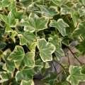 Hedera Variegated Ivy 12cm Pot Plants By Post
