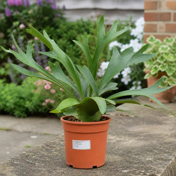 Platycerium Bifurcatum Staghorn Fern 17cm Pot – Pet Friendly Indoor Houseplant Plants By Post