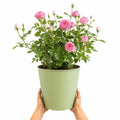 5L Rose Happy Retirement Pink Rose Bush - Beautiful Flowering Garden Plant Plants By Post