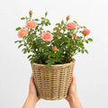 5L Rose Many Happy Returns Peach Rose Bush - Beautiful Flowering Garden Plant Plants By Post