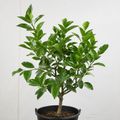 5L Lime Tree 80/90cm - Hardy Fruit Tree for Homegrown Limes plants by post