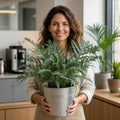 Phlebodium Blue Star Fern – Elegant Blue-Green Foliage Indoor Houseplant Plants By Post