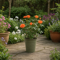 3L Orange Patio Rose in Decorative Pot Outdoor Garden Plant