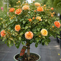 7.5L Standard Rose Tree Orange & Cream 100-110cm - Elegant Flowering Garden Rose Plant Plants By Post