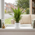 Dracaena Lemon Lime Dragon Tree – Vibrant Variegated Green and Yellow Indoor Houseplant Plants By Post