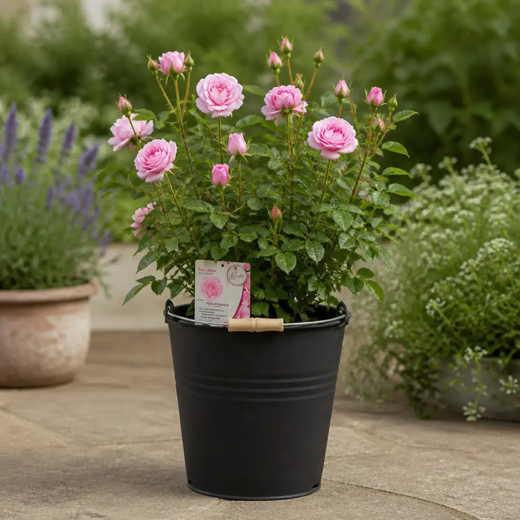 5L Rose Happy Retirement Pink Rose Bush - Beautiful Flowering Garden Plant Plants By Post