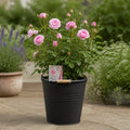 5L Rose Happy Retirement Pink Rose Bush - Beautiful Flowering Garden Plant Plants By Post