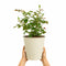 Metal Vertical Line Cream