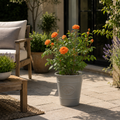 3L Orange Patio Rose in Decorative Pot Outdoor Garden Plant