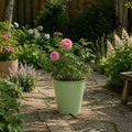 3L Mum In A Million Pink Rose Bush - Beautiful Flowering Plant Gift Plants By Post
