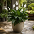 Spathiphyllum Peace Lily 17cm Pot – Easy Care Flowering Indoor Houseplant Plants By Post