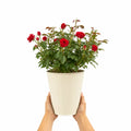 3L Red Patio Rose in Decorative Pot Outdoor Garden & Patio Plant Plants By Post