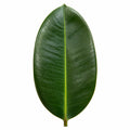 Ficus Robusta Rubber Plant 5L Plants By Post