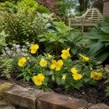 Viola Sorbet Yellow 9 Pack × 2 Spring & Autumn Bedding Plants Plants By Post