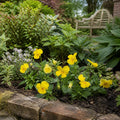 Viola Sorbet Yellow 9 Pack × 2 Spring & Autumn Bedding Plants Plants By Post
