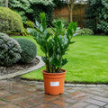 Zamioculcas Zamifolia ZZ Plant 21cm Pot – Large Indoor Houseplant Plants By Post