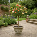 7.5L Standard Rose Tree Orange & Cream 100-110cm - Elegant Flowering Garden Rose Plant Plants By Post