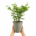 3L Acer Green Leaf in Pot Outdoor Tree for Patio & Garden