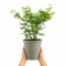 Olive Premium Plastic Planter