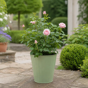 3L Happy Silver Wedding Light Pink Rose Bush - Beautiful Flowering Plant Gift Plants By Post