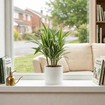Dracaena White Jewel Dragon Tree – Elegant White and Green Variegated Indoor Houseplant Plants By Post