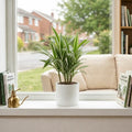 Dracaena White Jewel Dragon Tree – Elegant White and Green Variegated Indoor Houseplant Plants By Post