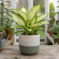 Dieffenbachia Camilla Dumb Cane – Elegant Cream and Green Variegated Indoor Houseplant Plants By Post