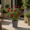 3L Red Patio Rose in Decorative Pot Outdoor Garden & Patio Plant Plants By Post