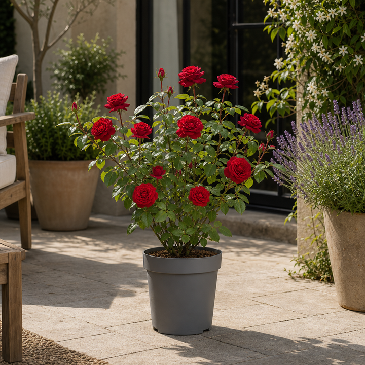 3L Red Patio Rose in Decorative Pot Outdoor Garden & Patio Plant