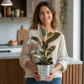 Ficus Tineke Rubber Plant – Elegant Variegated Green and Cream Indoor Houseplant Plants By Post