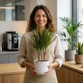 Dracaena Marginata 3 Stem Dragon Tree – Elegant Architectural Tropical Indoor Houseplant Plants By Post