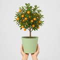 5L Calamondin Tree – Indoor & Outdoor Citrus in Decorative Pot