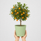 Metal Vertical Line Green Planter