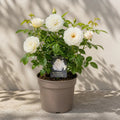 3L Silver Anniversary Yellow Rose Bush - Beautiful Flowering Plant Gift Plants By Post