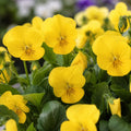 Viola Sorbet Yellow 9 Pack × 2 Spring & Autumn Bedding Plants Plants By Post