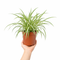 Nursery Pot