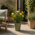 3L Yellow Patio Rose Outdoor Flowering Plant in Decorative Pot