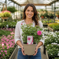 5L Rose Let's Celebrate Dark Pink Rose Bush | Beautiful Flowering Garden Plant Plants By Post