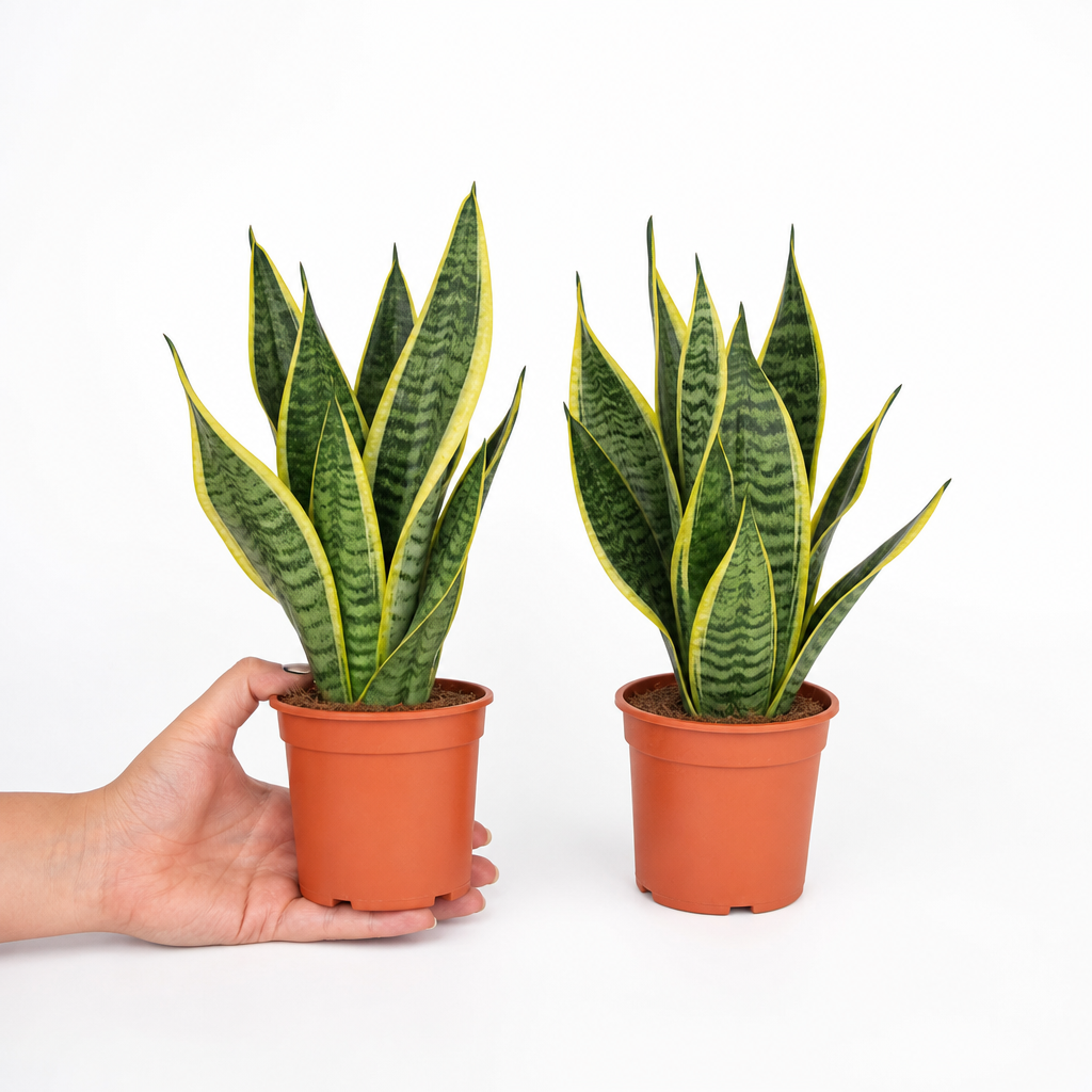 Sansevieria Superba in 12cm Pot | Air-Purifying Snake Plant for Low Light Spaces