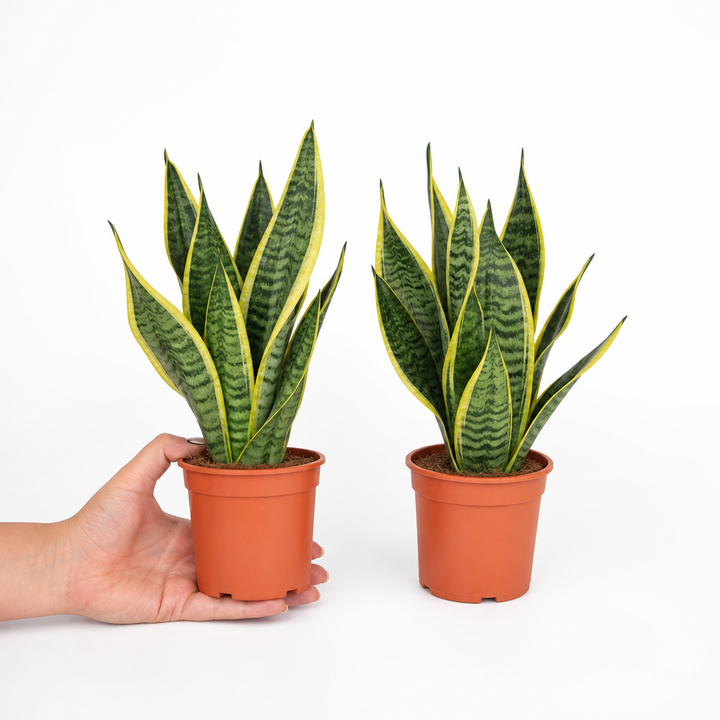 Sansevieria Superba in 12cm Pot | Air-Purifying Snake Plant for Low Light Spaces