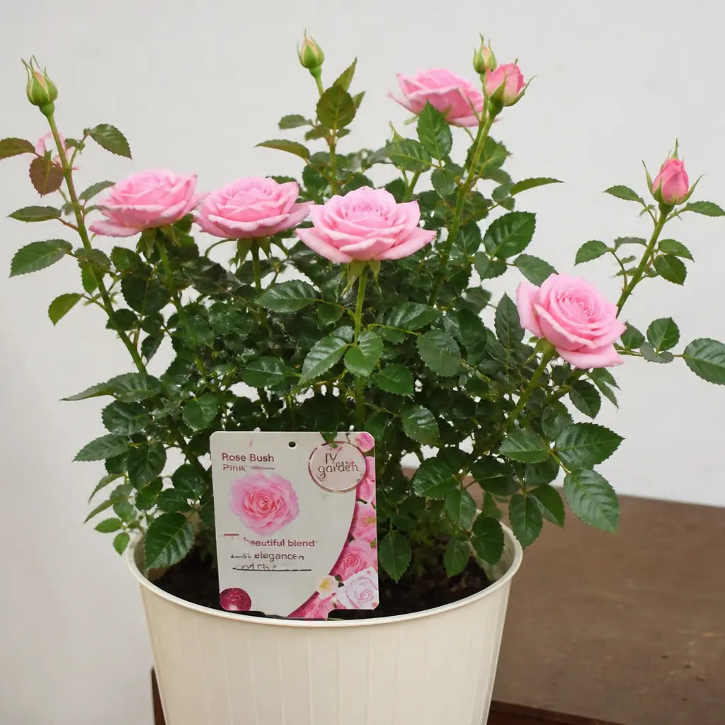 5L Rose Happy Retirement Pink Rose Bush - Beautiful Flowering Garden Plant Plants By Post
