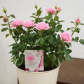 5L Rose Happy Retirement Pink Rose Bush - Beautiful Flowering Garden Plant Plants By Post