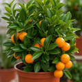 5L Calamondin Tree – Indoor & Outdoor Citrus in Decorative Pot