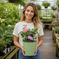 3L Mum In A Million Pink Rose Bush - Beautiful Flowering Plant Gift Plants By Post