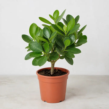 Clusia Autograph Tree 17cm Pot – Indoor Foliage Houseplant Plants By Post