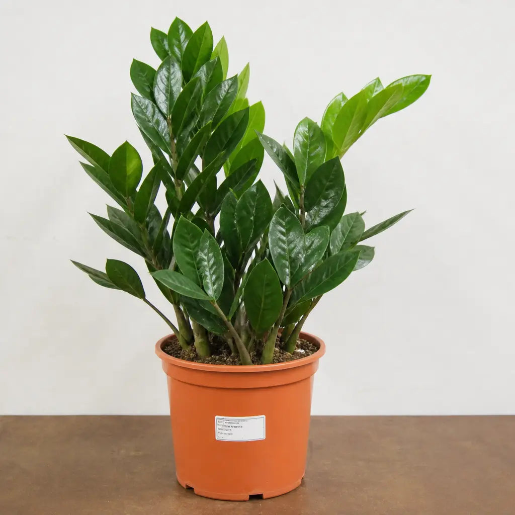 Zamioculcas Zamifolia ZZ Plant 21cm Pot – Large Indoor Houseplant Plants By Post