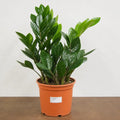 Zamioculcas Zamifolia ZZ Plant 21cm Pot – Large Indoor Houseplant Plants By Post